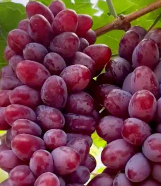 Vitis 'Bajkonur'